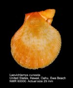 Laevichlamys cuneata (2)